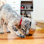Холистический корм для собак: что это такое и как его купить в Запорожье